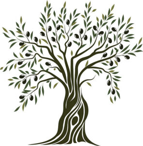 somos injertados al árbol de olivo silvestre de Yisra'El por medio de nuestra Emunah y la obediencia en Yeshúa Ha'Mashiaj nuestro Adon.